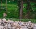 rock fragments near tall tress